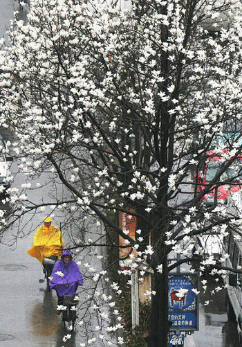 Cyclists ride past Yulan Magnolia trees in blossom in rain on a street in Suzhou, east China's Jiangsu Province March 1.