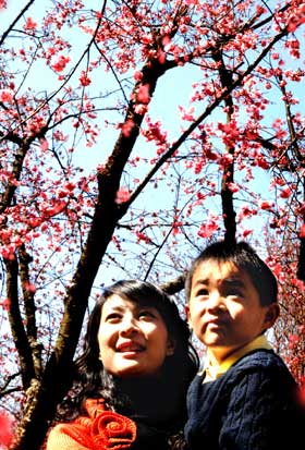 Park visitors view cherry flowers in blossom at a park in Kunming, southwest China's Yunnan Province March 1.