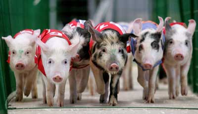 Pig Olympics 