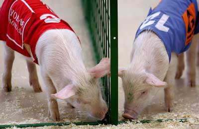 Pig Olympics 