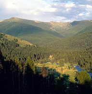 Tree deaths in Western US linked to climate change