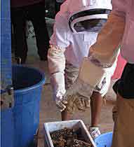 US students bring honey project to Ghana