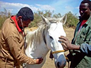 Ethiopia's low-tech, high-value transportation