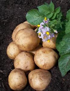 Scientists unravel potato's genetic blueprint