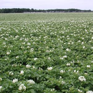 Scientists unravel potato's genetic blueprint