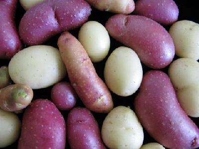 Scientists unravel potato's genetic blueprint