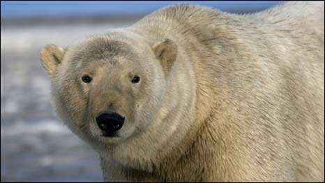 New Home for Polar Bears 北極熊的危急棲息地