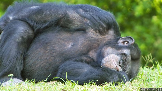 Are chimpanzee beds cleaner than human ones? 黑猩猩的“床”比人類(lèi)的床還干凈？