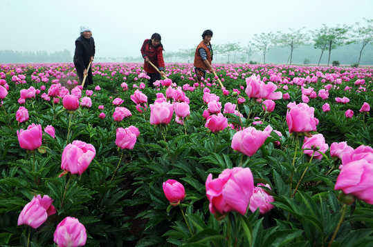 五月，來亳州看芍花