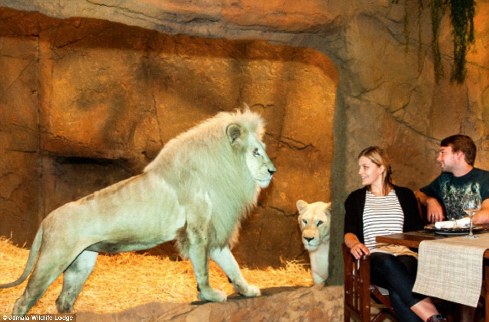 旅館？動物園？這是澳大利亞加馬拉野生動物旅館！