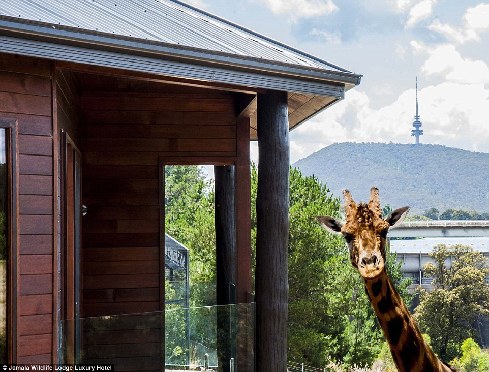 旅館？動物園？這是澳大利亞加馬拉野生動物旅館！