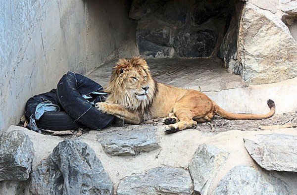 日本推出一款由獅子操刀設計的“動物園牛仔褲”