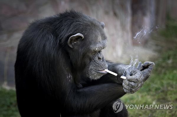 朝鮮大猩猩抽煙上癮 動作熟練每日1包（組圖）