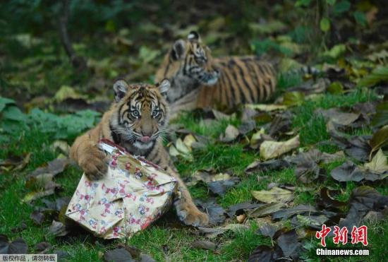 倫敦動(dòng)物園發(fā)圣誕禮物 霸氣小老虎“怒拆”禮物