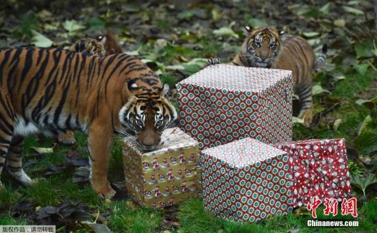 倫敦動(dòng)物園發(fā)圣誕禮物 霸氣小老虎“怒拆”禮物