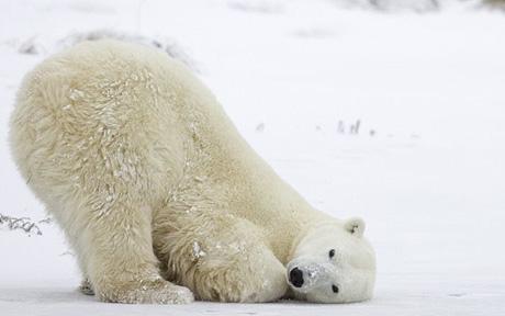 Amazing polar bear photos <BR>北極熊罕見(jiàn)珍貴照曝光