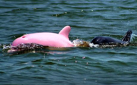 Pink dolphin surfaces in US <BR>美國驚現(xiàn)罕見粉色海豚