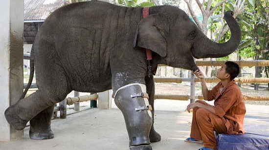 Elephant gets prosthetic leg <BR>觸雷大象裝上假肢(圖)