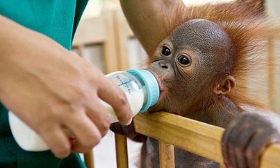 World's 1st orangutan hospital<BR>猩猩'兒童醫(yī)院'亮相(圖)