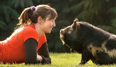 Clever pig herds sheep <BR>英小豬充當牧羊犬(圖)