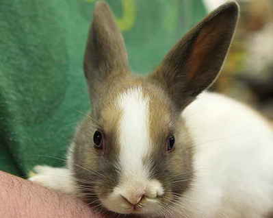 Rabbit born with 2 noses <BR>美'兩鼻兔'成為明星(圖)