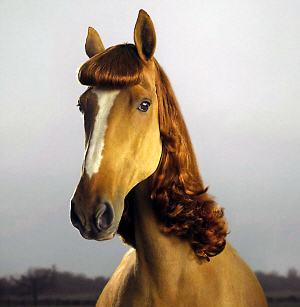 Horses' fashion hairstyles <BR>馬兒也有潮流發(fā)型(圖)