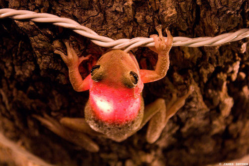 Frog lit after gulping bulb <BR>樹蛙吞燈泡變圣誕彩燈