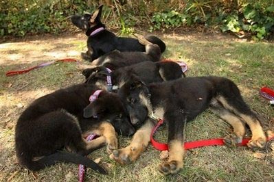 Clones of 9/11 hero dog unveiled in LA