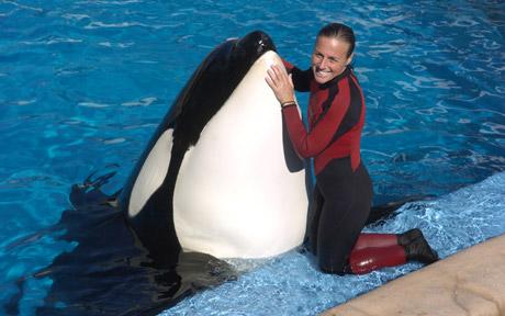 SeaWorld whale kills trainer <BR>殺人鯨甩死馴獸師