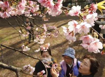 又逢“花見(jiàn)會(huì)” 日本迎來(lái)賞櫻熱潮