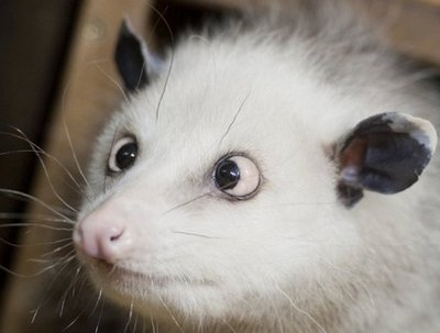 Cross-eyed opossum a hit<BR>斗雞眼負(fù)鼠成網(wǎng)絡(luò)新寵