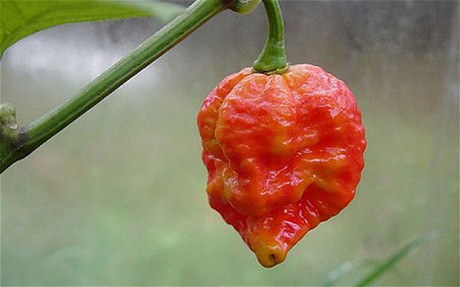 World's hottest chili <BR>英國(guó)辣椒加冕'世界最辣'