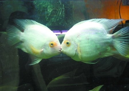 Two fish deep in love <BR>熱戀親吻魚拆散后絕食